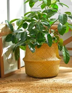 Blancheporte Panier Pliable Jonc De Mer